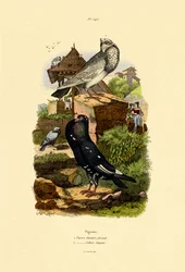 Pigeons